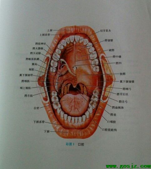 石家庄同济医专口腔医学.png