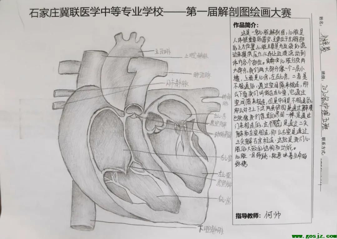 石家庄冀联医学中等专业学校首届解剖图绘画大赛13.jpg