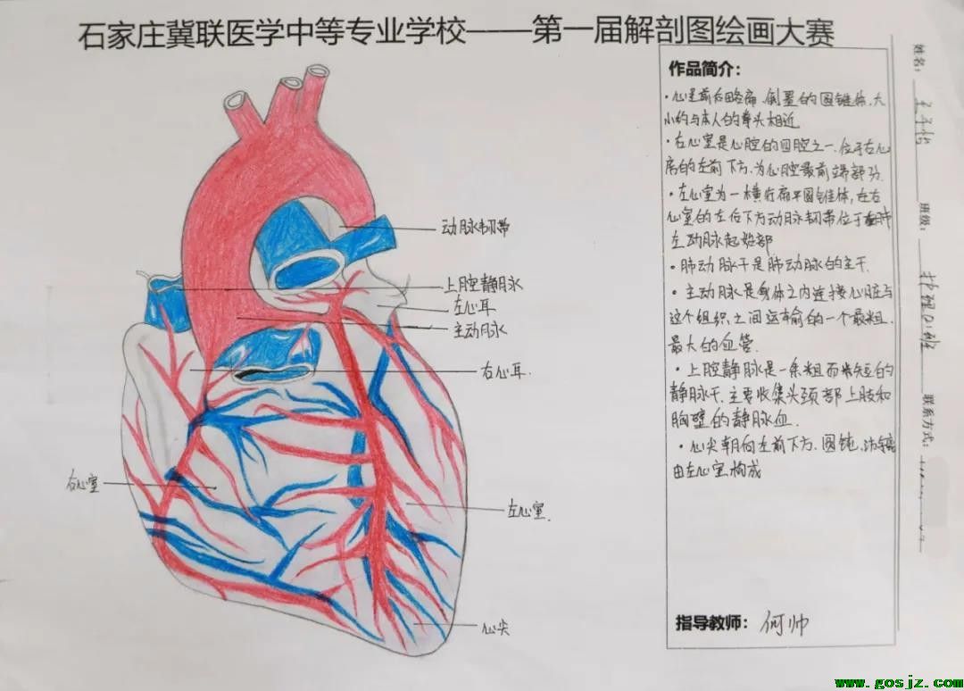 石家庄冀联医学中等专业学校首届解剖图绘画大赛16.jpg