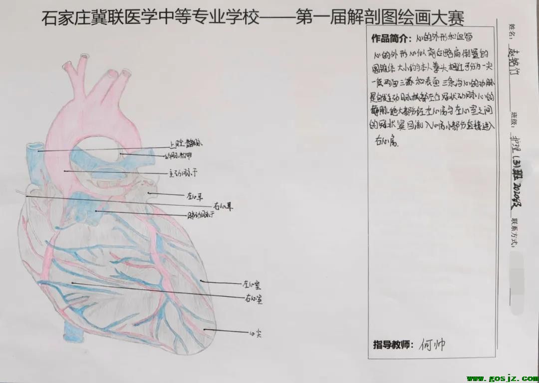 石家庄冀联医学中等专业学校首届解剖图绘画大赛11.jpg