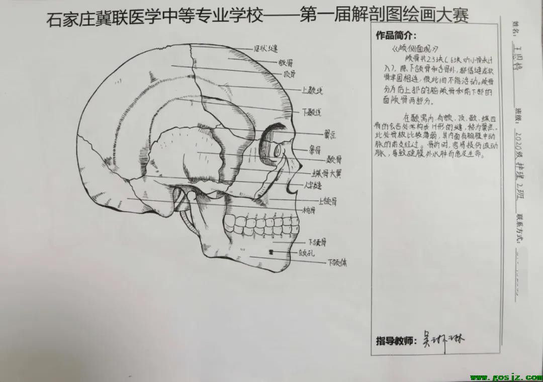 石家庄冀联医学中等专业学校首届解剖图绘画大赛07.jpg