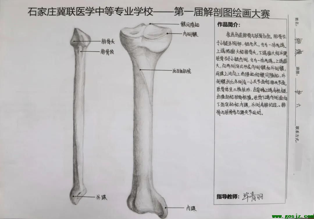 石家庄冀联医学中等专业学校首届解剖图绘画大赛12.jpg