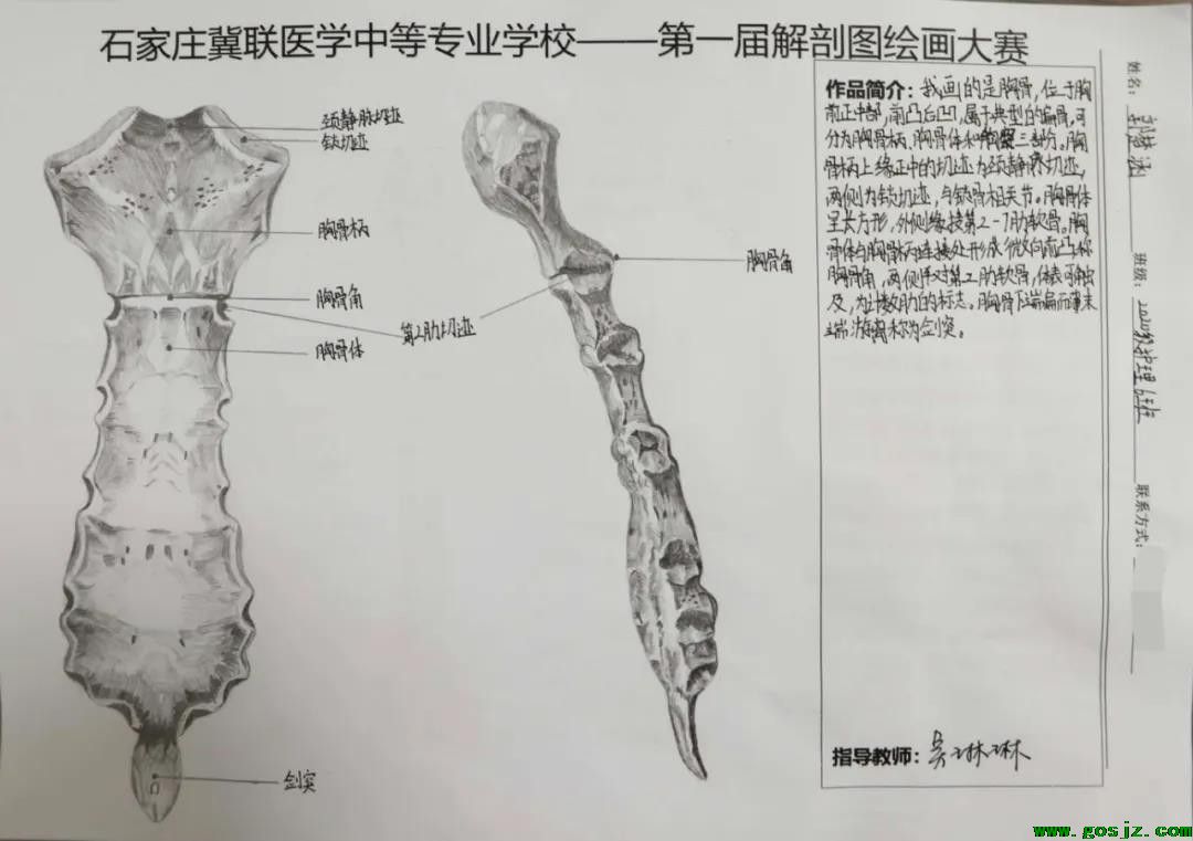 石家庄冀联医学中等专业学校首届解剖图绘画大赛06.jpg