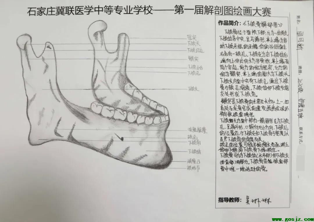 石家庄冀联医学中等专业学校首届解剖图绘画大赛08.jpg