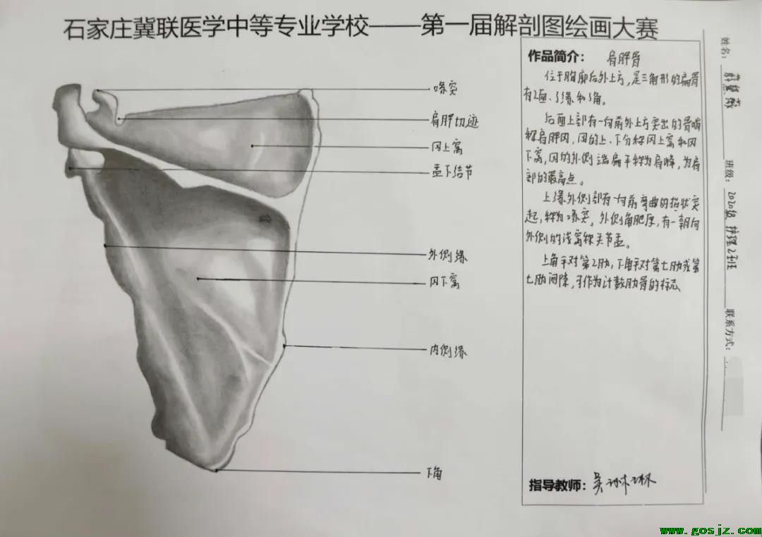 石家庄冀联医学中等专业学校首届解剖图绘画大赛18.jpg