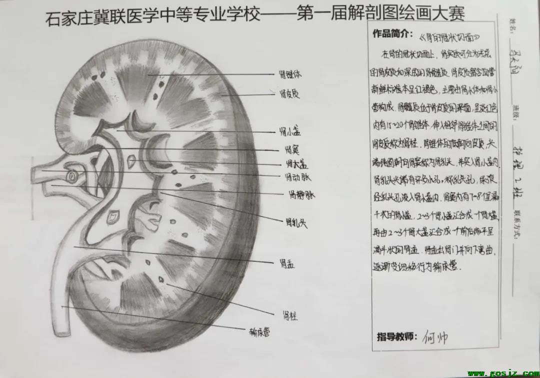 石家庄冀联医学中等专业学校首届解剖图绘画大赛04.jpg