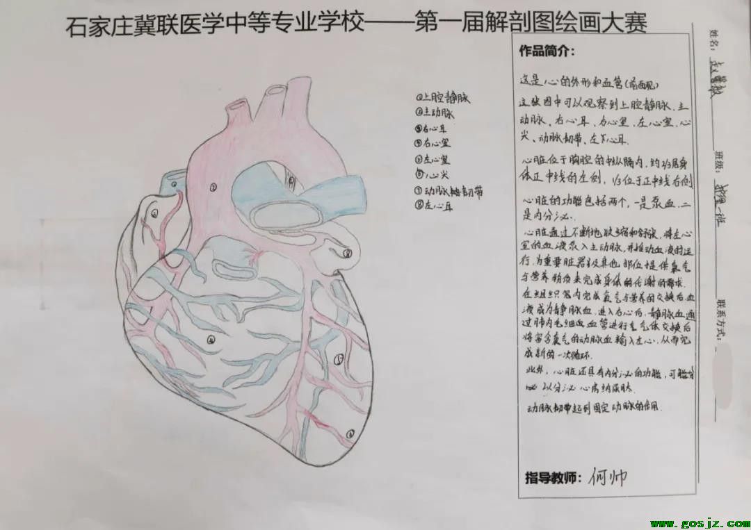 石家庄冀联医学中等专业学校首届解剖图绘画大赛15.jpg