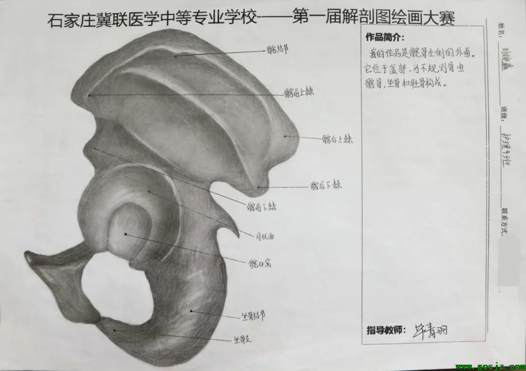 石家庄冀联医学中等专业学校首届解剖图绘画大赛014.jpg