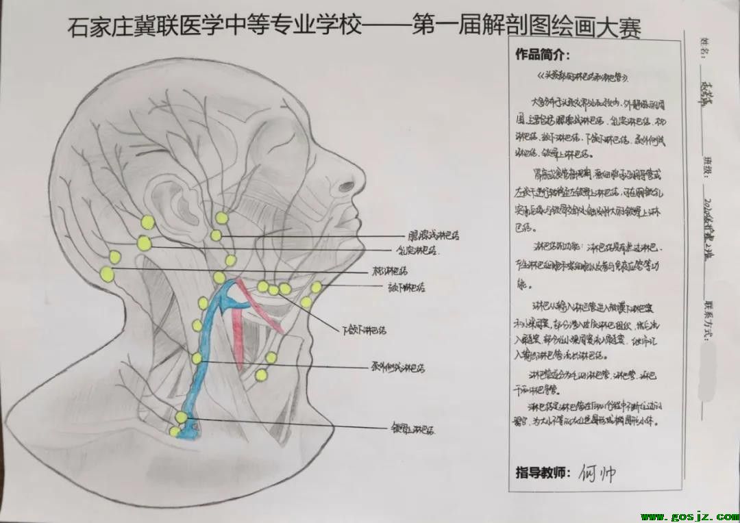 石家庄冀联医学中等专业学校首届解剖图绘画大赛03.jpg