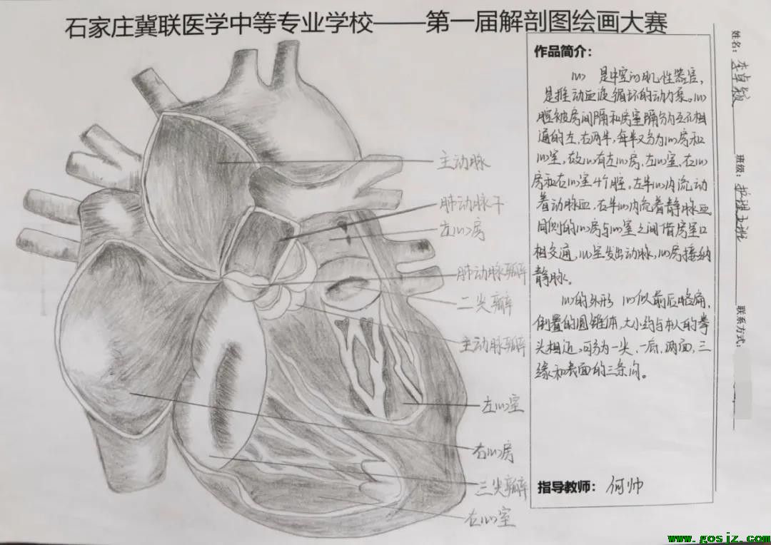 石家庄冀联医学中等专业学校首届解剖图绘画大赛10.jpg