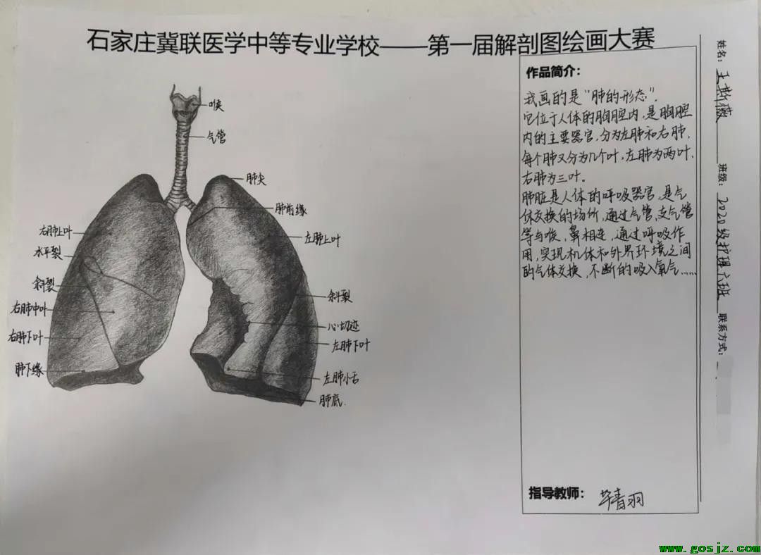 石家庄冀联医学中等专业学校首届解剖图绘画大赛01.jpg